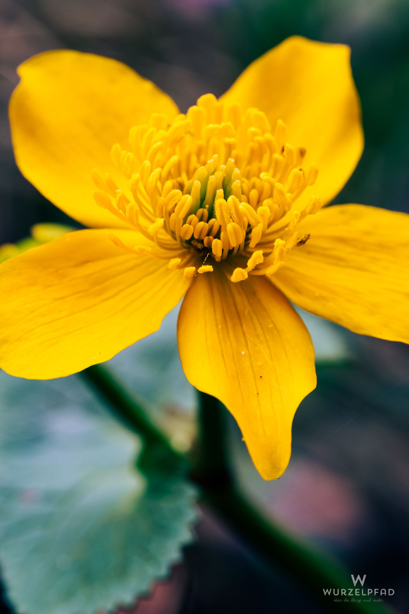 Sumpfdotterblume